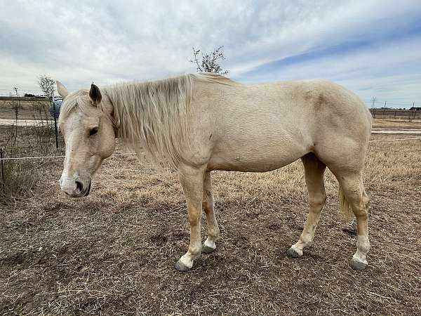 trained-to-ride-mare