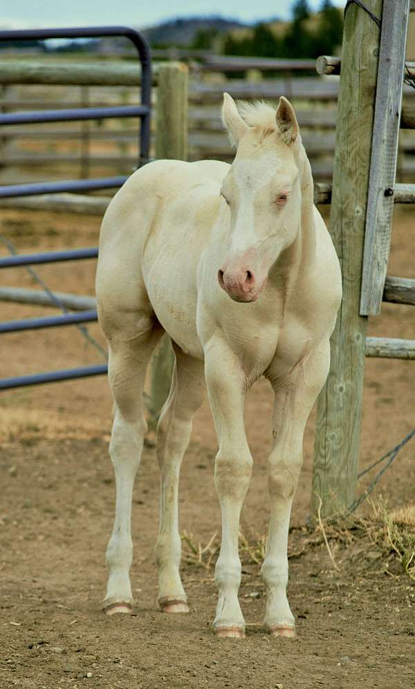 and-ranch-paint-horse