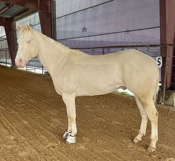 barrel-race-paint-horse