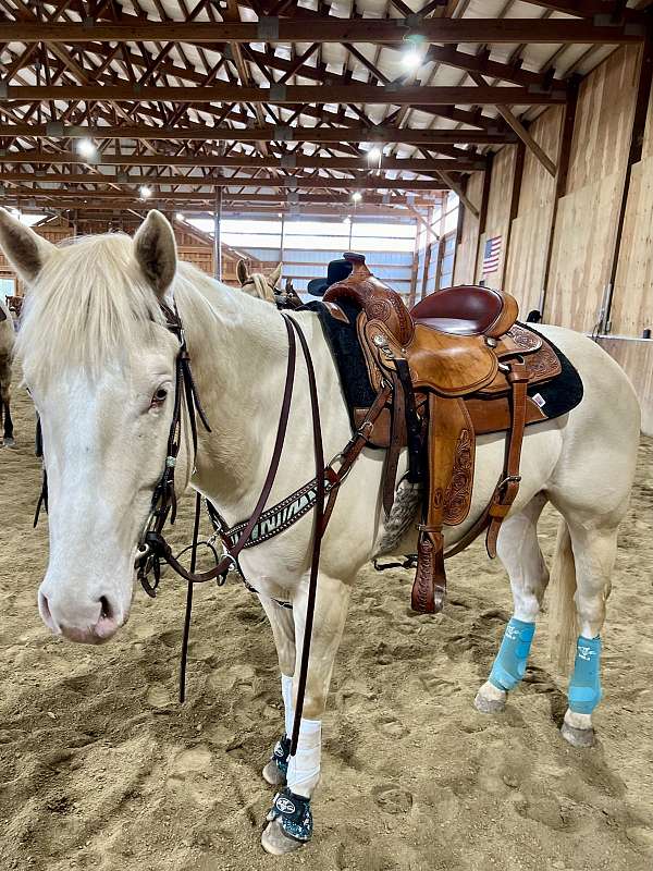 blue-eyed-paint-horse