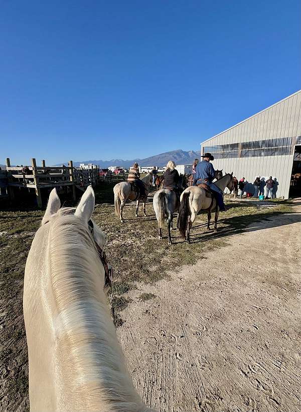 cattle-sorting-paint-horse