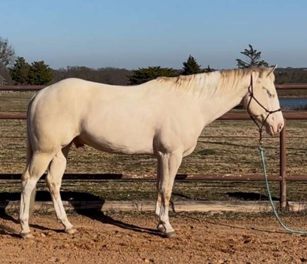 barrel-racing-paint-horse