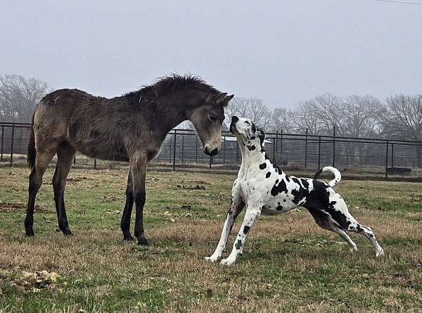 big-buckskin-tennessee-walking-horse