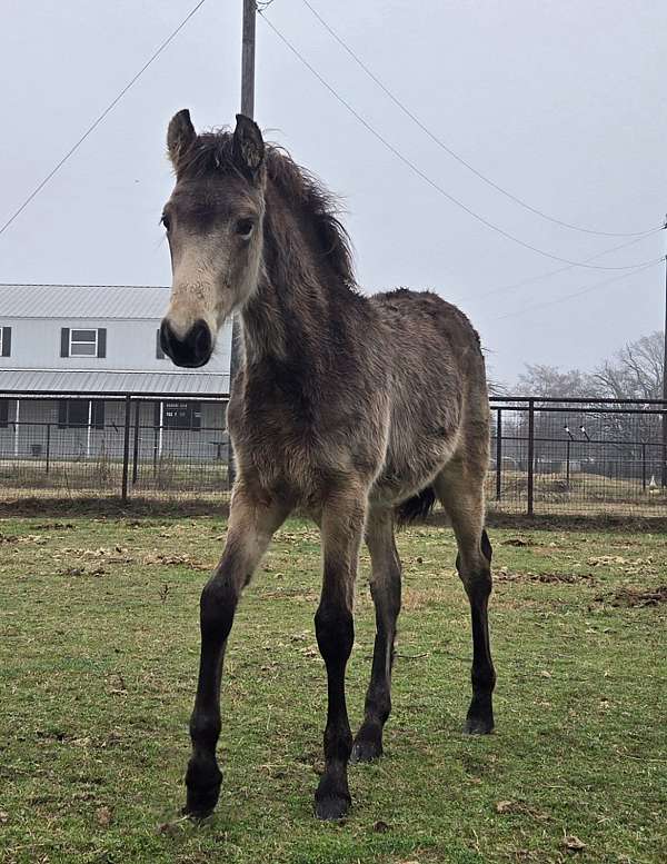 flashy-color-tennessee-walking-horse