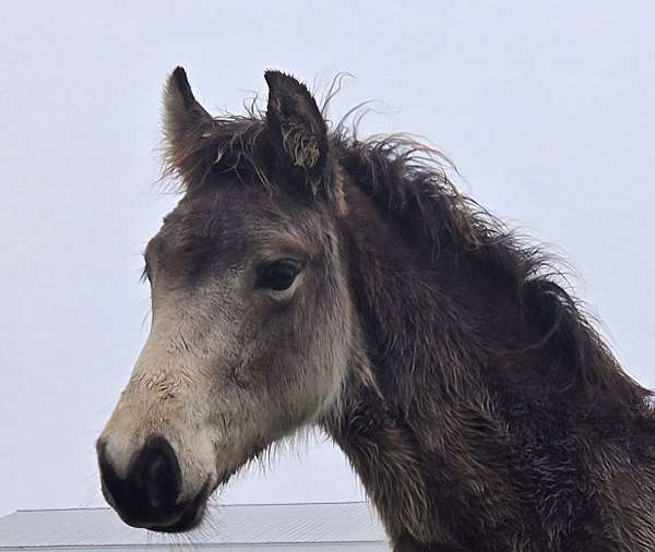 big-buckskin-horse