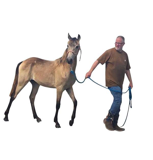 big-buckskin-tennessee-walking-horse