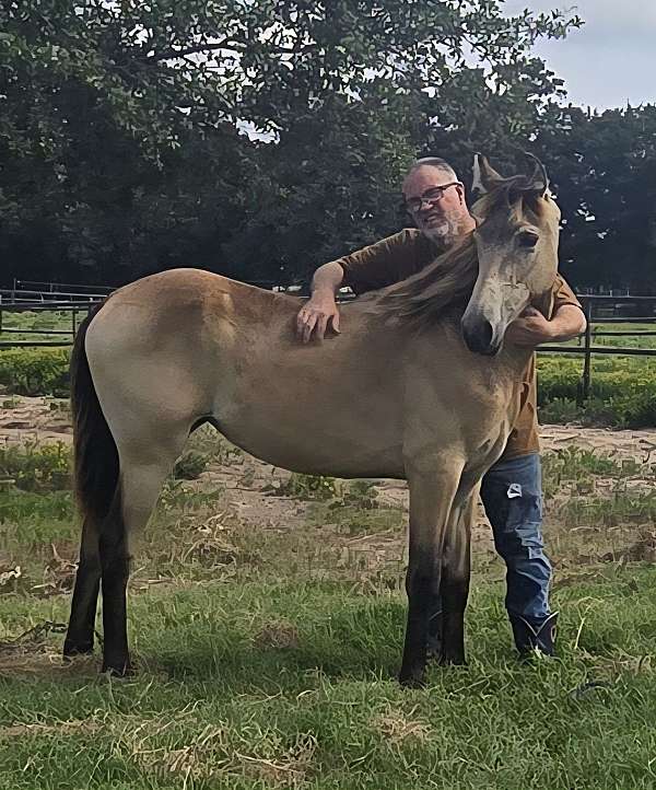flashy-color-tennessee-walking-horse