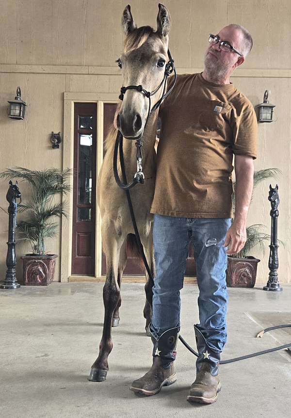 big-buckskin-horse
