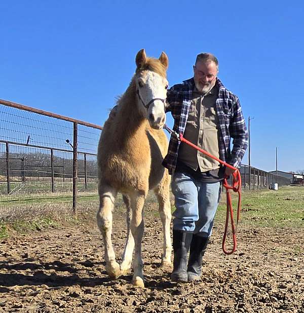 four-white-socks-tennessee-walking-horse