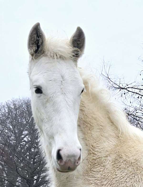 dark-eyes-tennessee-walking-horse