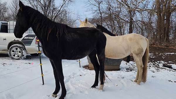 sock-on-back-leg-horse