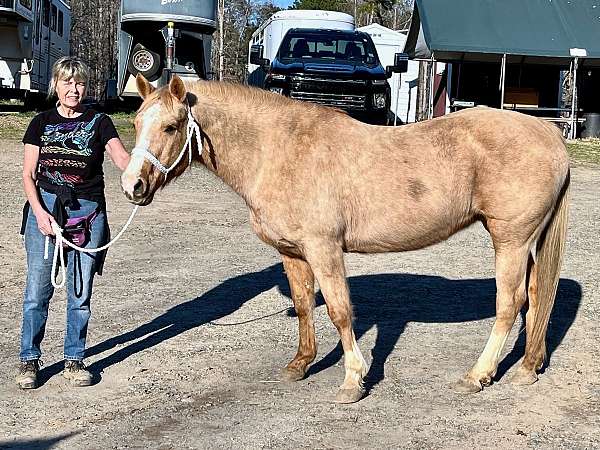 anyone-can-ride-her-quarter-pony