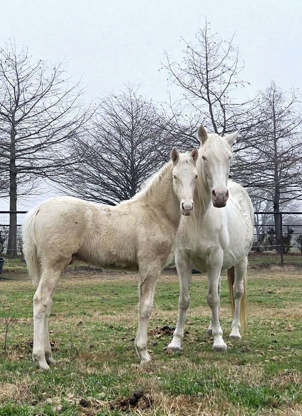 bright-tennessee-walking-horse