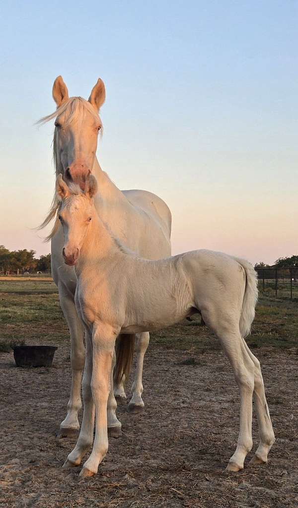 future-show-prospect-tennessee-walking-horse