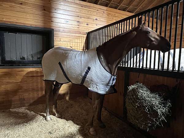 barefoot-thoroughbred-horse