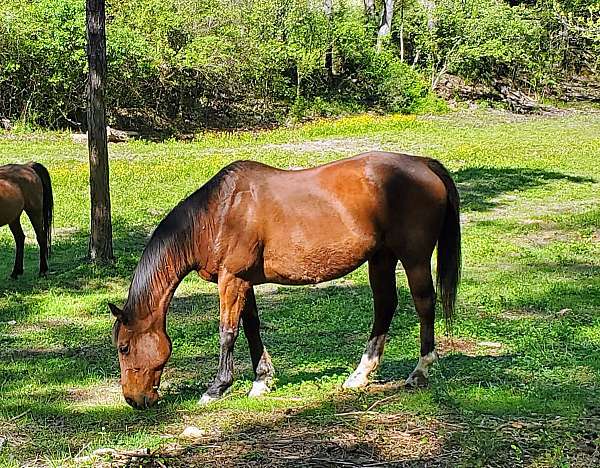 pasture-pal-gelding