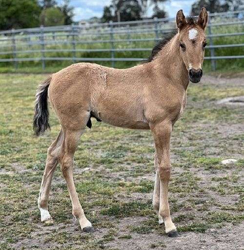 german-riding-pony-colt