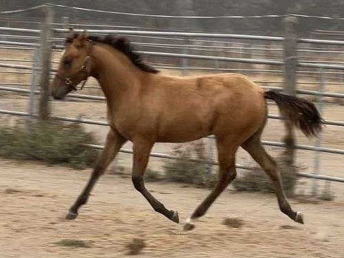 large-pony-colt