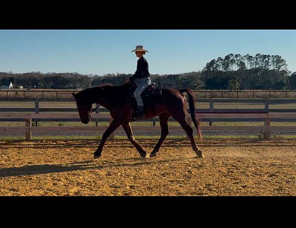 confidence-oldenburg-horse