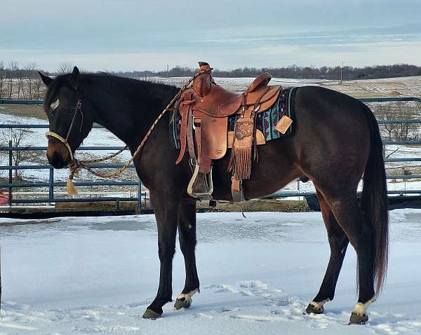 all-around-quarter-horse