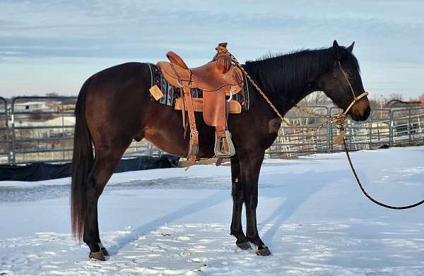 balanced-quarter-horse