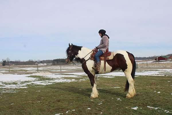 area-gypsy-vanner-horse