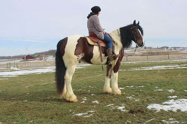 champ-gypsy-vanner-horse