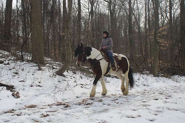 extremely-friendly-gypsy-vanner-horse