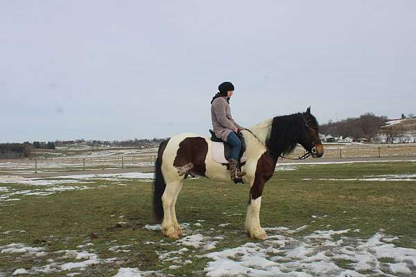 smile-gypsy-vanner-horse