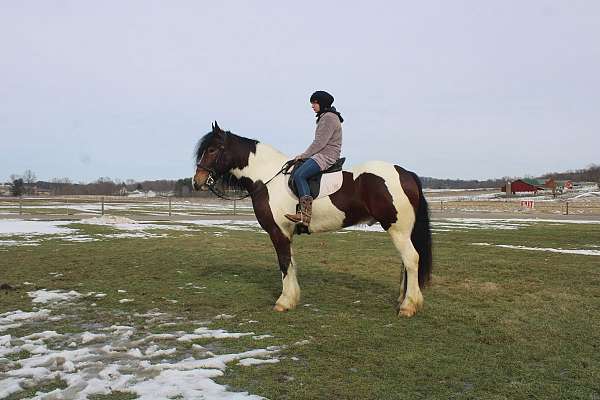 well-broke-to-ride-gypsy-vanner-horse