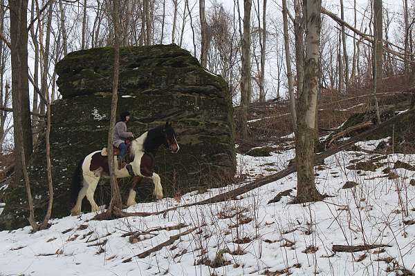 winnies-gypsy-vanner-horse