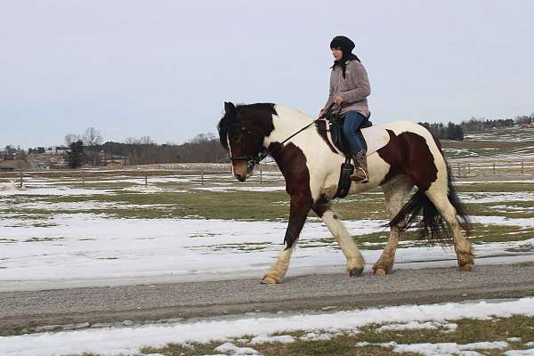 pinto-paint-horse