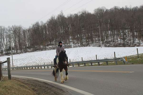 age-gypsy-vanner-horse