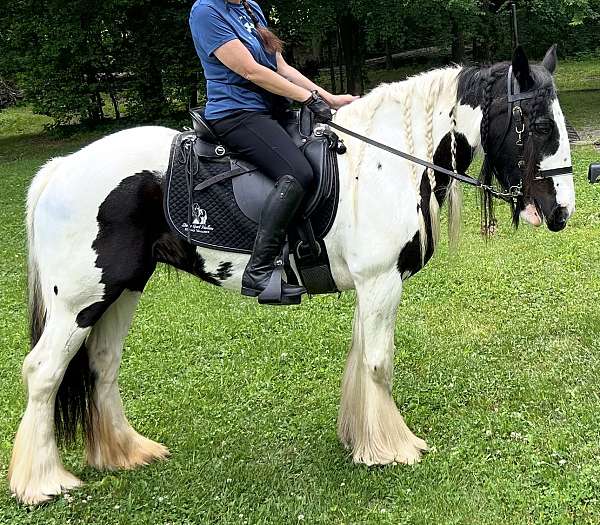 gvhs-gypsy-vanner-gelding-mare