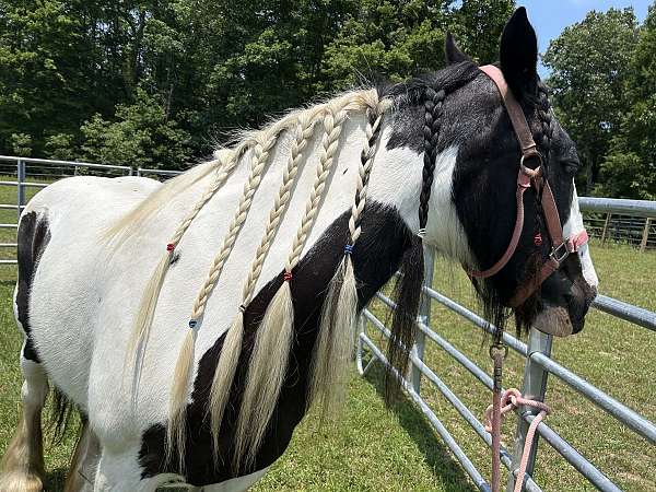 gypsy-vanner-mare