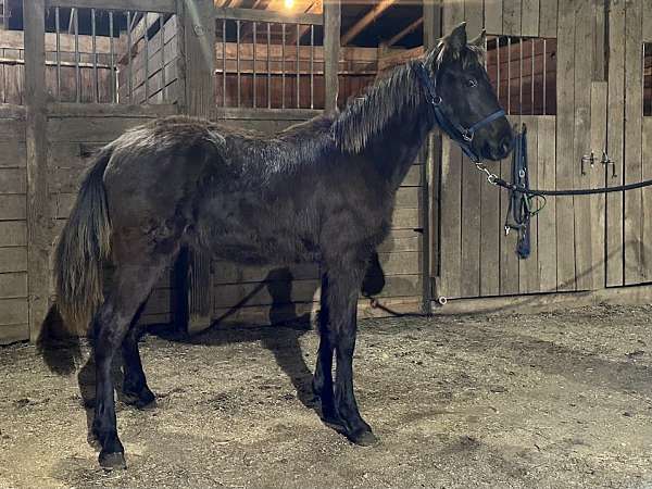 forever-home-rocky-mountain-horse