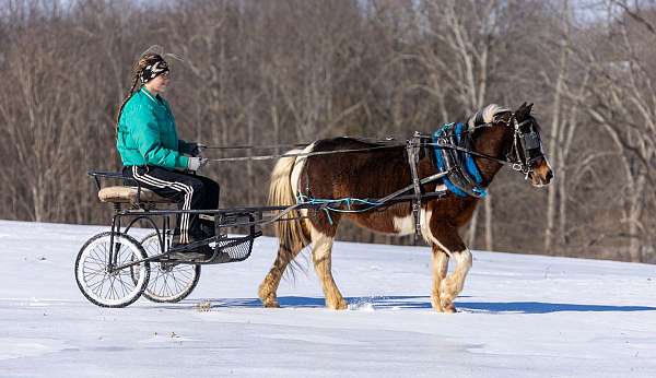 beginner-pony