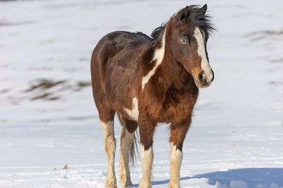 beginner-safe-pony