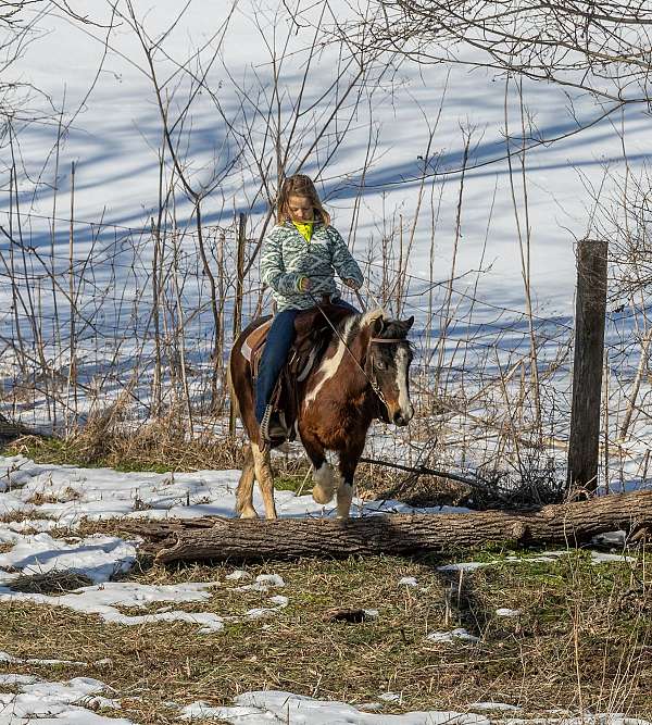 broke-to-ride-drive-pony