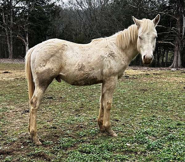 peppy-san-badger-quarter-horse