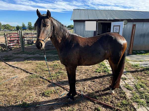 drives-mustang-horse