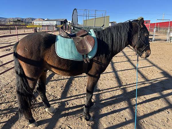 ground-mustang-horse