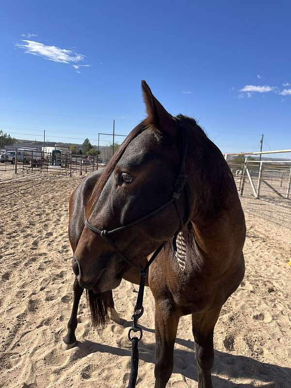 fly-mustang-horse