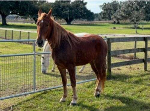 star-snip-flaxen-tail-horse