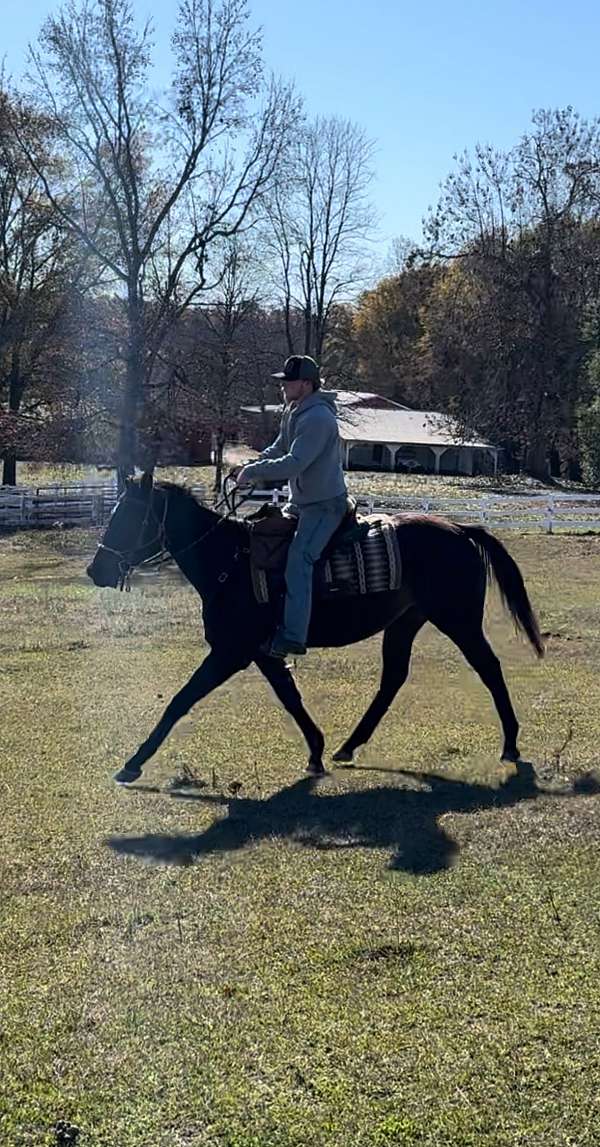 all-around-thoroughbred-horse