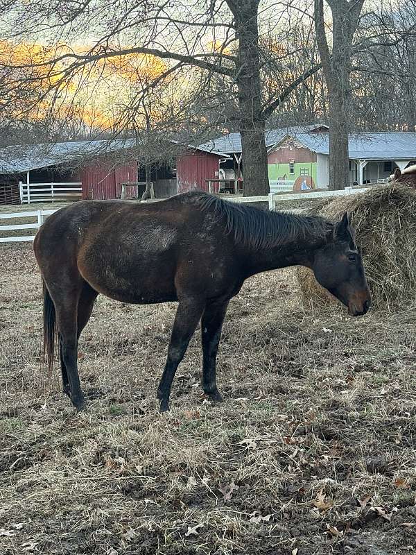 athletic-thoroughbred-horse