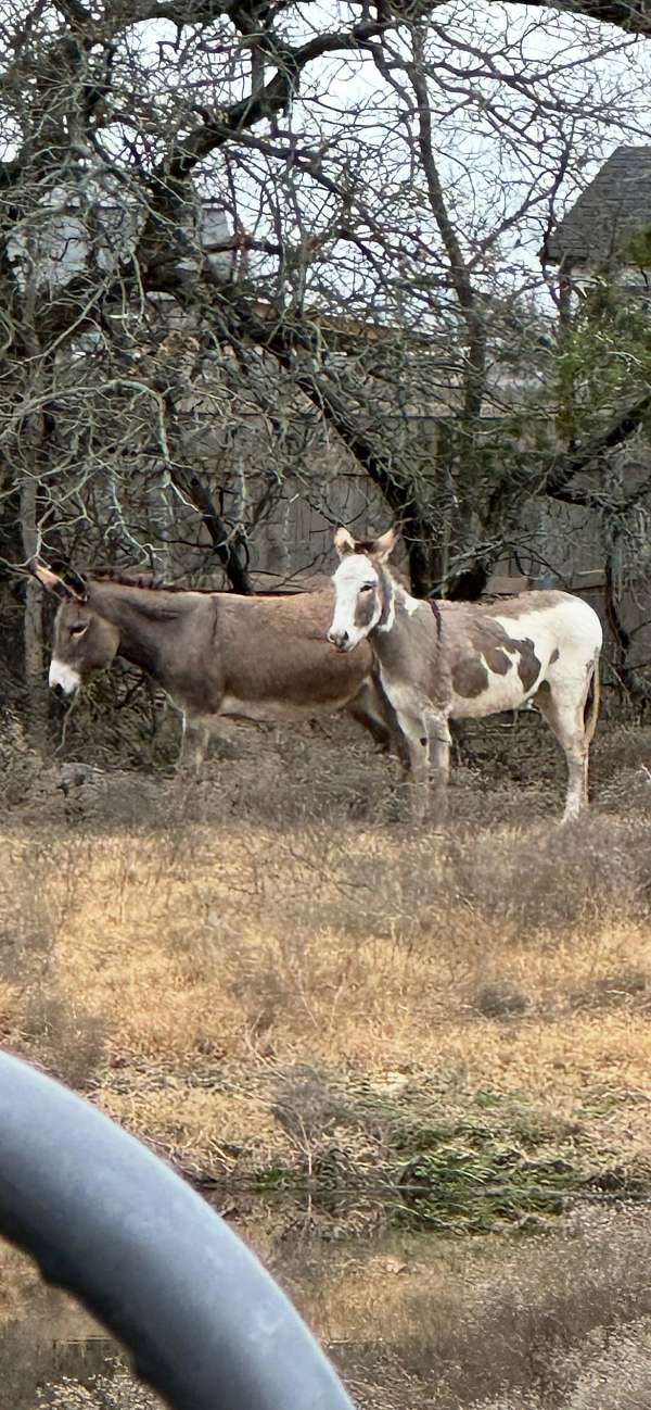 grey-female-for-sale