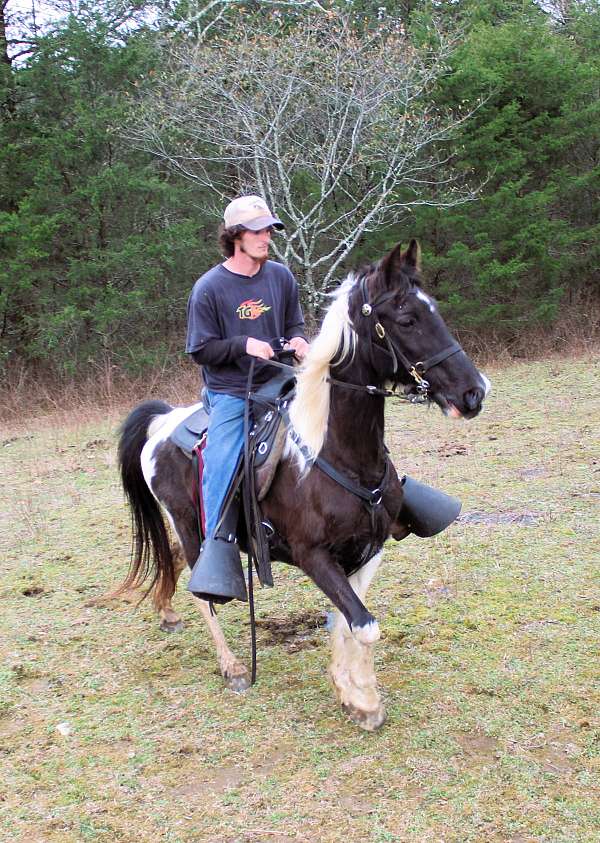 husband-hore-spotted-saddle-horse