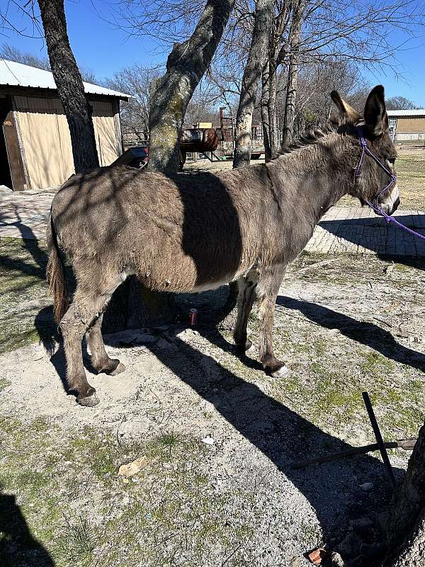 donkey-mare