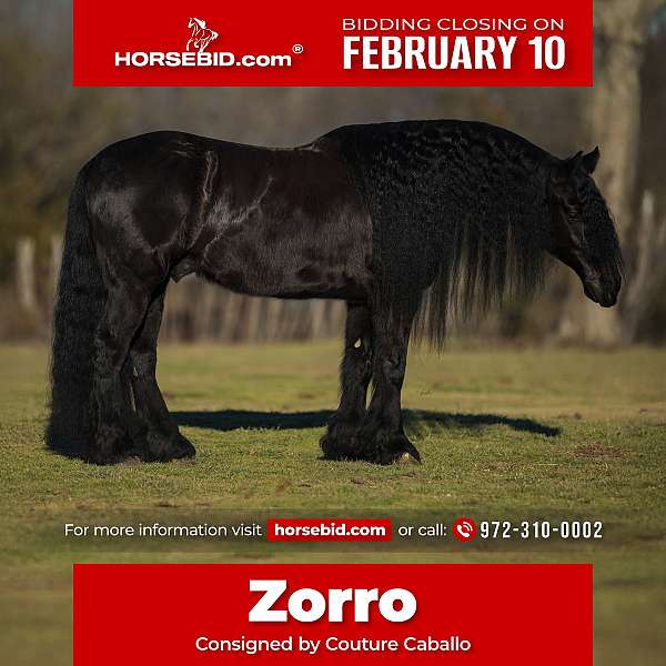 all-around-friesian-horse